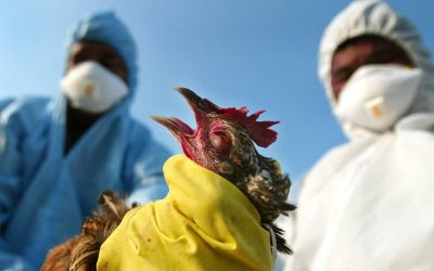 بعد تسجيل اصابات بدول الجوار.. الزراعة تتحرى عن انفلونزا الطيور في المحافظات