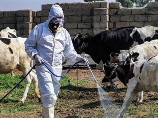 خلية الأزمة تناقش مستجدات الحمى القلاعية.. إجراءات احترازية ومحاسبة قانونية للمخالفين