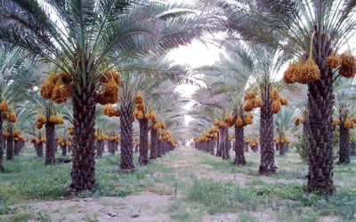 العراق الأول عالمياً في النخيل.. وصادرات التمور تحقق أرقاماً قياسية